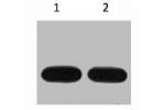 Western blot analysis of Avi-Recombinant protein, diluted at 1) 1:5000  2) 1:10000