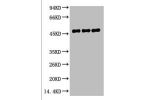 Western blot analysis of 1) Mouse Brain Tissue, 2) Rat Brain tissue, diluted at 1:2000.