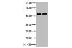 Western blot analysis of 1) Mouse Brain Tissue, 2) Rat Brain tissue, diluted at 1:2000.