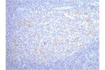 IHC staining of human tonsil tissue, diluted at 1:200.