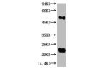 Western blot analysis of Reduced Rabbit IgG, H+L, diluted at 1:10000.