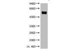 Western blot analysis of Reduced Rabbit IgG, H+L, diluted at 1:10000.