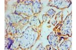 Immunohistochemical of paraffin-embedded human placenta tissue using CSB-MA002402E0m  at dilution of 1:200