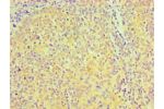 Immunohistochemical of paraffin-embedded Human tonsil tissue using CSB-MA0049601A0m at dilution of 1:200.