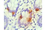 Immunohistochemical of paraffin-embedded Human small intestine tissue using CSB-MA0053441A0m(1D7-3D5) at dilution of 1:200.