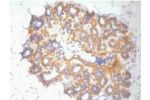 IHC Staining of Human ovary tissue, diluted at 1:200