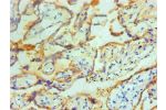 Immunohistochemical of paraffin-embedded Human placenta tissue using CSB-MA0234621A0m at dilution of 1:200.