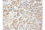 Immunohistochemical of paraffin-embedded human pancreas  using CSB-MA058641A0m at dilution of 1:50