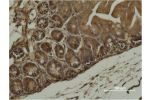 Immunohistochemical analysis of paraffin-embedded Mouse Cecal Tissue using a-SMA Monoclonal Antibody.