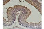 Immunohistochemical analysis of paraffin-embedded Mouse Cecal Tissue using a-SMA Monoclonal Antibody.