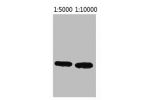 Western blot analysis of Recombinant ECFP Protein using ECFP-Tag Monoclonal Antibody.