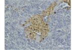Immunohistochemical analysis of paraffin-embedded Mouse Spleen Tissue using Caspase-8 Monoclonal Antibody.