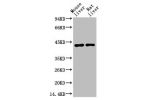 Western blot analysis of 1) Mouse Liver Tissue, 2) Rat Liver Tissue using HAO1 Monoclonal Antibody.