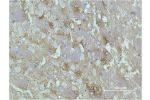 Immunohistochemical analysis of paraffin-embedded Rat Brain Tissue using GAP-43 Monoclonal Antibody.