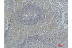 Immunohistochemical analysis of paraffin-embedded Human Tonsil Tissue using Active Caspase-3 Monoclonal Antibody.