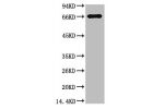 Western blot analysis of Bovine Serum Albumin using Bovine Serum Albumin Monoclonal Antibody.