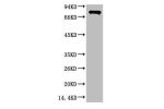 Western blot analysis of Firefly Luciferase Transfected Hela Cell Lysate using Luciferase Mouse mAb diluted at 1:2000.