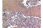 Western blot analysis of 1) Hela Cell Lysate, 2) 3T3 Cell Lysate, 3) Rat Brain Tissue Lysate using LC3A  Mouse mAb diluted at 1:1000.