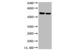 Western blot analysis of Arabidopsis with Rubisco(Large Chain) Mouse mAb diluted at 1)1:2,000;2)1:5,000