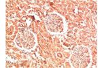 Immunohistochemical analysis of paraffin-embedded Human Kidney Tissue using Collagen IV  Mouse mAb diluted at 1:200.