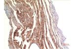 Immunohistochemical analysis of paraffin-embedded Rat Heart Tissue using VE-Cadherin Mouse mAb diluted at 1:200.