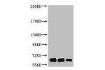 Western Blot analysis of Luciferase protein using antibody diluted at 1:1000