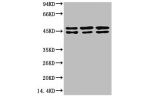 Western blot analysis of 1) MCF7Cell Lysate, 2) Rat Brain Tissue Lysate, 3) Mouse Brain Tissue Lysate using Epsilon Tubulin Mouse mAb diluted at 1:2000.