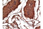Immunohistochemical analysis of paraffin-embedded Rat Testis Tissue using Bax  Mouse mAb diluted at 1:200.