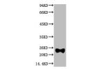 Western blot analysis of Reduced Rabbit IgG, H+L, diluted at 1:10000.