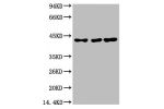 Western blot analysis of 1) Hela, 2)Mouse Brain Tissue, 3) Rat Brain Tissue with TBP/TATA Binding Protein Mouse mAb diluted at 1:2,000.