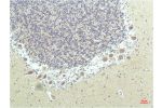 Immunohistochemical analysis of paraffin-embedded Human Brain Tissue using PPAR Delta Mouse mAb diluted at 1:200.