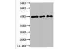 Western blot analysis of 1) Hela, 2)3T3, 3) Rat Brain Tissue with MEK2 Mouse mAb diluted at 1:2,000.