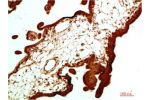 Immunohistochemical analysis of paraffin-embedded Human Placenta Tissue using HP-1a Mouse mAb diluted at 1:500