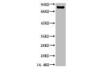 Western blot analysis of Firefly Luciferase Transfected Hela Cell Lysate using Luciferase Mouse mAb diluted at 1:2000.