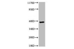 Western Blot analysis of HepG2 cells using Acrosin Polyclonal Antibody