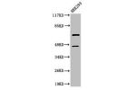 Western Blot analysis of 293 cells using Cleaved-Caspase-8 (D384) Polyclonal Antibody