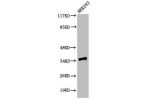 Western Blot analysis of 293 cells using Cleaved-Caspase-9 p35 (D315) Polyclonal Antibody