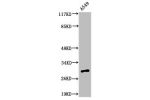 Western Blot analysis of A549 cells using Adiponectin Polyclonal Antibody