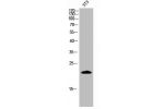 Western Blot analysis of 3T3 cells using Cleaved-Caspase-4 p20 (Q81) Polyclonal Antibody