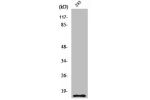 Western Blot analysis of 293 cells using Cleaved-Caspase-5 p10 (S331) Polyclonal Antibody