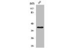 Western Blot analysis of 293 cells using Cathepsin H Polyclonal Antibody