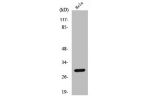 Western Blot analysis of HeLa cells using Cleaved-Cathepsin L1 HC (T288) Polyclonal Antibody