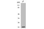 Western Blot analysis of 293 cells using Cleaved-Bad (D71) Polyclonal Antibody