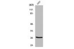 Western Blot analysis of COS7 cells using Cleaved-Cathepsin Z (L62) Polyclonal Antibody