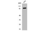 Western Blot analysis of A549 cells using Cleaved-COL3A1 (G1221) Polyclonal Antibody