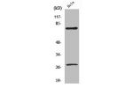 Western Blot analysis of HeLa cells using Cleaved-Lamin A (D230) Polyclonal Antibody