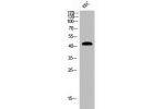 Western Blot analysis of VEC cells using Cleaved-MMP-12 (G106) Polyclonal Antibody
