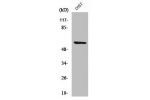 Western Blot analysis of COS7 cells using Cleaved-MMP-15 (Y132) Polyclonal Antibody