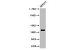 Western Blot analysis of 293 cells using Cleaved-MMP-23 (Y79) Polyclonal Antibody