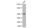 Western Blot analysis of COS7 cells using Cleaved-MMP-27 (Y99) Polyclonal Antibody